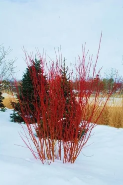 Red Osier Red Twig Dogwood (Cornus Sericea) - 3 Gallon Pot -Lawn Starter Shop cornus sericera red osier dogwood 4 1