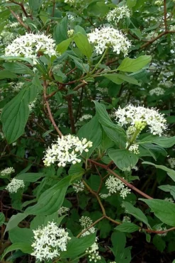 Arctic Fire Red Twig Dogwood - 3 Gallon Pot -Lawn Starter Shop cornus sericera red osier dogwood 5