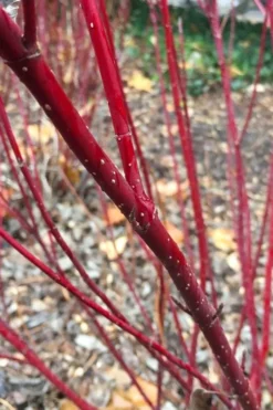 Arctic Fire Red Twig Dogwood - 3 Gallon Pot -Lawn Starter Shop cornus stolonifera farrow arctic fire red twig dogwood 2