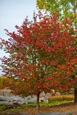 Washington Hawthorn (Crataegus Phaenopyrum) - 3 Gallon Pot -Lawn Starter Shop crataegus phaenopyrum washington hawthorne 3