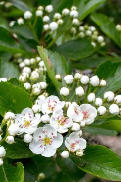 Washington Hawthorn (Crataegus Phaenopyrum) - 3 Gallon Pot -Lawn Starter Shop crataegus phaenopyrum washington hawthorne 5