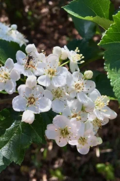 Washington Hawthorn (Crataegus Phaenopyrum) - 3 Gallon Pot -Lawn Starter Shop crataegus phaenopyrum washington hawthorne 6