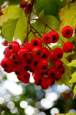 Washington Hawthorn (Crataegus Phaenopyrum) - 3 Gallon Pot -Lawn Starter Shop crataegus phaenopyrum washington hawthorne 8