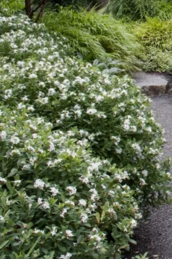 Jim's Pride White Summer Daphne - Daphne X Transatlantica - 3 Gallon Pot -Lawn Starter Shop daphne jims pride 1