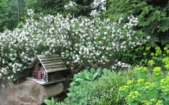 Jim's Pride White Summer Daphne - Daphne X Transatlantica - 3 Gallon Pot -Lawn Starter Shop daphne jims pride 3