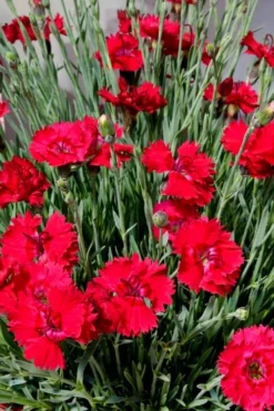 Fire Star Dianthus (Carnation) - 10 Pack Of Quart Pots -Lawn Starter Shop dianthus fire star 2