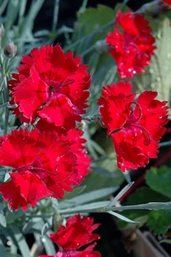 Fire Star Dianthus (Carnation) - 10 Pack Of Quart Pots -Lawn Starter Shop dianthus fire star cottage pinks 101