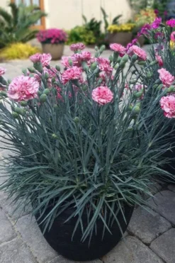 Pinball Wizard Dianthus - 6-Pack Of 1 Gallon Pots 15 Pinball Wizard Dianthus - 6-Pack Of 1 Gallon Pots -Lawn Starter Shop dianthus pinball wizard 10