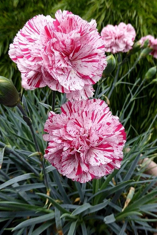 Pinball Wizard Dianthus - 6-Pack Of 1 Gallon Pots 5 Pinball Wizard Dianthus - 6-Pack Of 1 Gallon Pots - Image 5