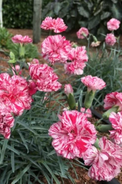 Pinball Wizard Dianthus - 6-Pack Of 1 Gallon Pots 13 Pinball Wizard Dianthus - 6-Pack Of 1 Gallon Pots -Lawn Starter Shop dianthus pinball wizard 5
