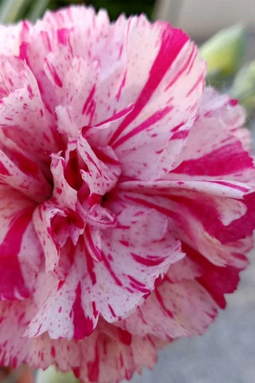 Pinball Wizard Dianthus - 6-Pack Of 1 Gallon Pots 1 Pinball Wizard Dianthus - 6-Pack Of 1 Gallon Pots