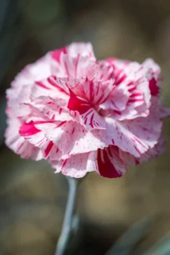 Pinball Wizard Dianthus - 6-Pack Of 1 Gallon Pots 16 Pinball Wizard Dianthus - 6-Pack Of 1 Gallon Pots -Lawn Starter Shop dianthus pinball wizard 9