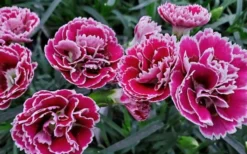 Super Trouper Magenta White Dianthus (Carnation) - 5 Pack Of Quart Pots -Lawn Starter Shop dianthus supertrouper magenta white 1