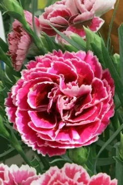 Super Trouper Magenta White Dianthus (Carnation) - 5 Pack Of Quart Pots -Lawn Starter Shop dianthus supertrouper magenta white 5