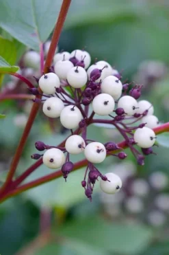 Red Osier Red Twig Dogwood (Cornus Sericea) - 3 Gallon Pot -Lawn Starter Shop dogwood red osier 500x750 3
