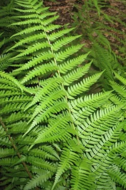 Dixie Wood Fern - Dryopteris Australis - 6 Pack Of 1 Gallon Pots -Lawn Starter Shop dryopteris australis dixie wood fern 10