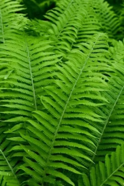 Dixie Wood Fern - Dryopteris Australis - 6 Pack Of 1 Gallon Pots -Lawn Starter Shop dryopteris australis dixie wood fern 12