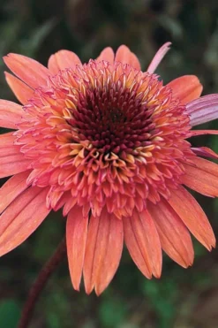 Raspberry Truffle Coneflower (Echinacea) - 1 Gallon Pot