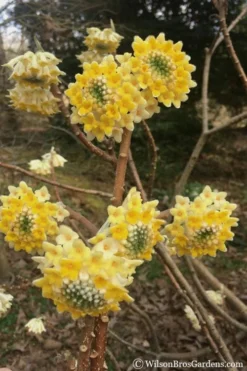 Edgeworthia Chrysantha - Paper Bush - 5 Gallon Pot -Lawn Starter Shop edgeworthia chrysantha 200