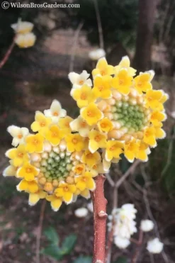 Edgeworthia Chrysantha - Paper Bush - 5 Gallon Pot -Lawn Starter Shop edgeworthia chrysantha 202