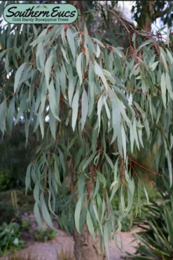 Angus Cold Hardy Eucalyptus Tree (Eucalyptus Nicholii) - Quart Pot -Lawn Starter Shop eucalyoptus nicholii angus 1 4
