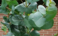 Big O Cold Hardy Eucalyptus Tree (Eucalyptus Neglecta) - 2 Gallon Pot 14 Big O Cold Hardy Eucalyptus Tree (Eucalyptus Neglecta) - 2 Gallon Pot -Lawn Starter Shop eucalyptus bigo leaves 3
