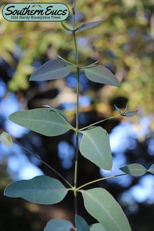 Grace Cold Hardy Eucalyptus Tree (Eucalyptus Elliptica) - 1 Gallon Pot 1 Grace Cold Hardy Eucalyptus Tree (Eucalyptus Elliptica) - 1 Gallon Pot