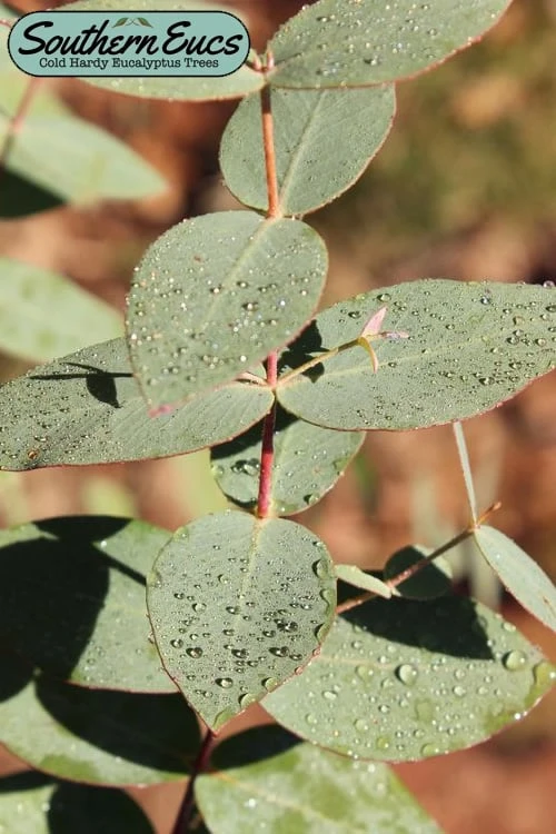 Cab Sav Cold Hardy Eucalyptus Tree (Eucalyptus Rubida) - 2 Gallon Pot 1 Cab Sav Cold Hardy Eucalyptus Tree (Eucalyptus Rubida) - 2 Gallon Pot