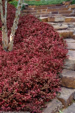 Purple Wintercreeper (Euonymus Fortunei 'Coloratus') - 36 Pack Of Pint Pots