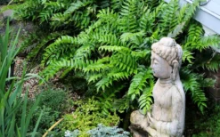 Japanese Holly Fern - Cyrtomium Falcatum 'Rochfordianum' - 2.5 Quart Pot -Lawn Starter Shop fern20holly203