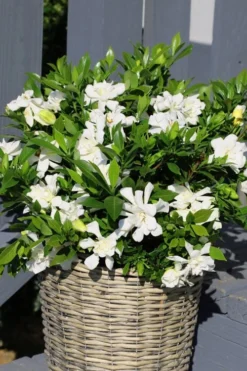 Celestial Star Gardenia - 1 Gallon Pot -Lawn Starter Shop gardenia celestial star 3