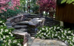 Celestial Star Gardenia - 1 Gallon Pot -Lawn Starter Shop gardenia celestial star 5