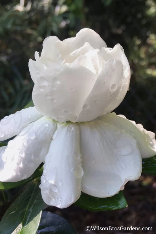 Crown Jewel Gardenia - 6-Pack Of 1 Gallon Pots 1 Crown Jewel Gardenia - 6-Pack Of 1 Gallon Pots