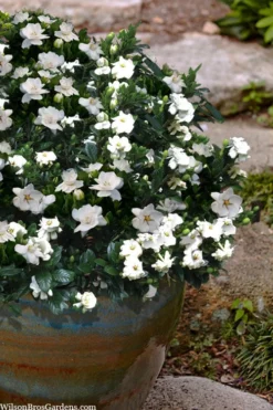 Buttons Gardenia - 6 Pack Of 1 Gallon Pots -Lawn Starter Shop gardenia jasminoides buttons 10 1