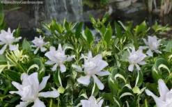 Crescent Moon Dwarf Gardenia - 6 Pack Of 1 Gallon Pots -Lawn Starter Shop gardenia jasminoides crescent moon dwarf creeping 2 1