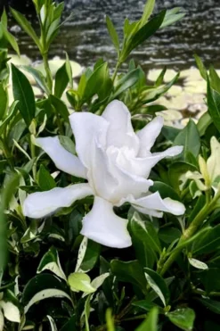Crescent Moon Dwarf Gardenia - 1 Gallon Pot -Lawn Starter Shop gardenia jasminoides crescent moon dwarf creeping 6