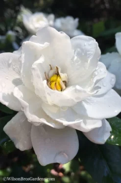 Crown Jewel Gardenia - 1 Gallon Pot -Lawn Starter Shop gardenia jasminoides crown jewel 11 1