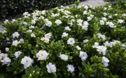 Crown Jewel Gardenia - 1 Gallon Pot -Lawn Starter Shop gardenia jasminoides crown jewel 12 1