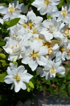 Snow Flurry Hardy Gardenia - 3 Gallon Pot -Lawn Starter Shop gardenia jasminoides snow flurry 2 1