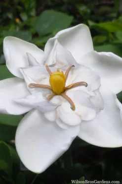 Snow Flurry Hardy Gardenia - 3 Gallon Pot