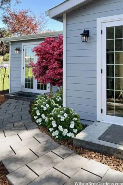 Snow Globe Gardenia - 3 Gallon Pot -Lawn Starter Shop gardenia jasminoides snow globe 3