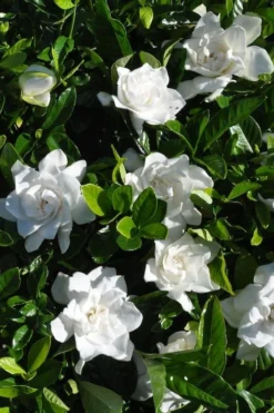 Snow Puff Hardy Gardenia - 1 Gallon Pot -Lawn Starter Shop gardenia jasminoides snow puff 2 2