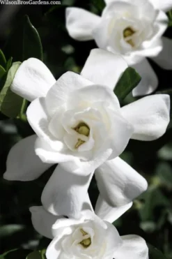 Steady As She Goes Hardy Gardenia - 3 Gallon Pot -Lawn Starter Shop gardenia jasminoides steady as she goes 1