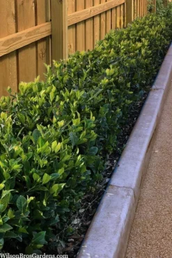 Summer Snow Gardenia - 3 Gallon Pot 11 Summer Snow Gardenia - 3 Gallon Pot -Lawn Starter Shop gardenia jasminoides summer snow 11