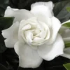 Summer Snow Gardenia - 3 Gallon Pot