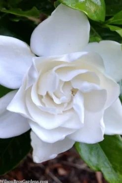 Summer Snow Gardenia - 3 Gallon Pot 15 Summer Snow Gardenia - 3 Gallon Pot -Lawn Starter Shop gardenia jasminoides summer snow 3