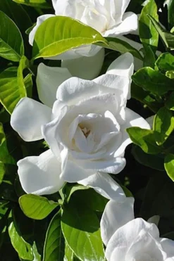 Summer Snow Gardenia - 3 Gallon Pot 12 Summer Snow Gardenia - 3 Gallon Pot -Lawn Starter Shop gardenia jasminoides summer snow 4