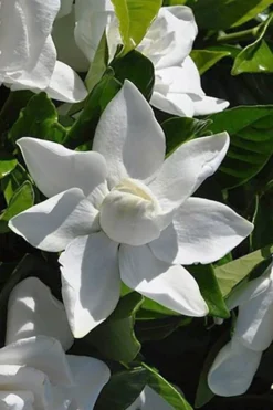 Summer Snow Gardenia - 3 Gallon Pot 14 Summer Snow Gardenia - 3 Gallon Pot -Lawn Starter Shop gardenia jasminoides summer snow 5