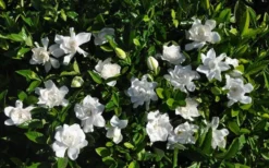 Summer Snow Gardenia - 3 Gallon Pot 13 Summer Snow Gardenia - 3 Gallon Pot -Lawn Starter Shop gardenia jasminoides summer snow 9