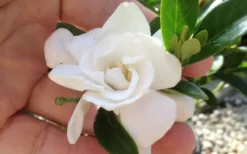 Jubilation Gardenia - 2.5 Quart Pot 8 Jubilation Gardenia - 2.5 Quart Pot -Lawn Starter Shop gardeniajubilation 4